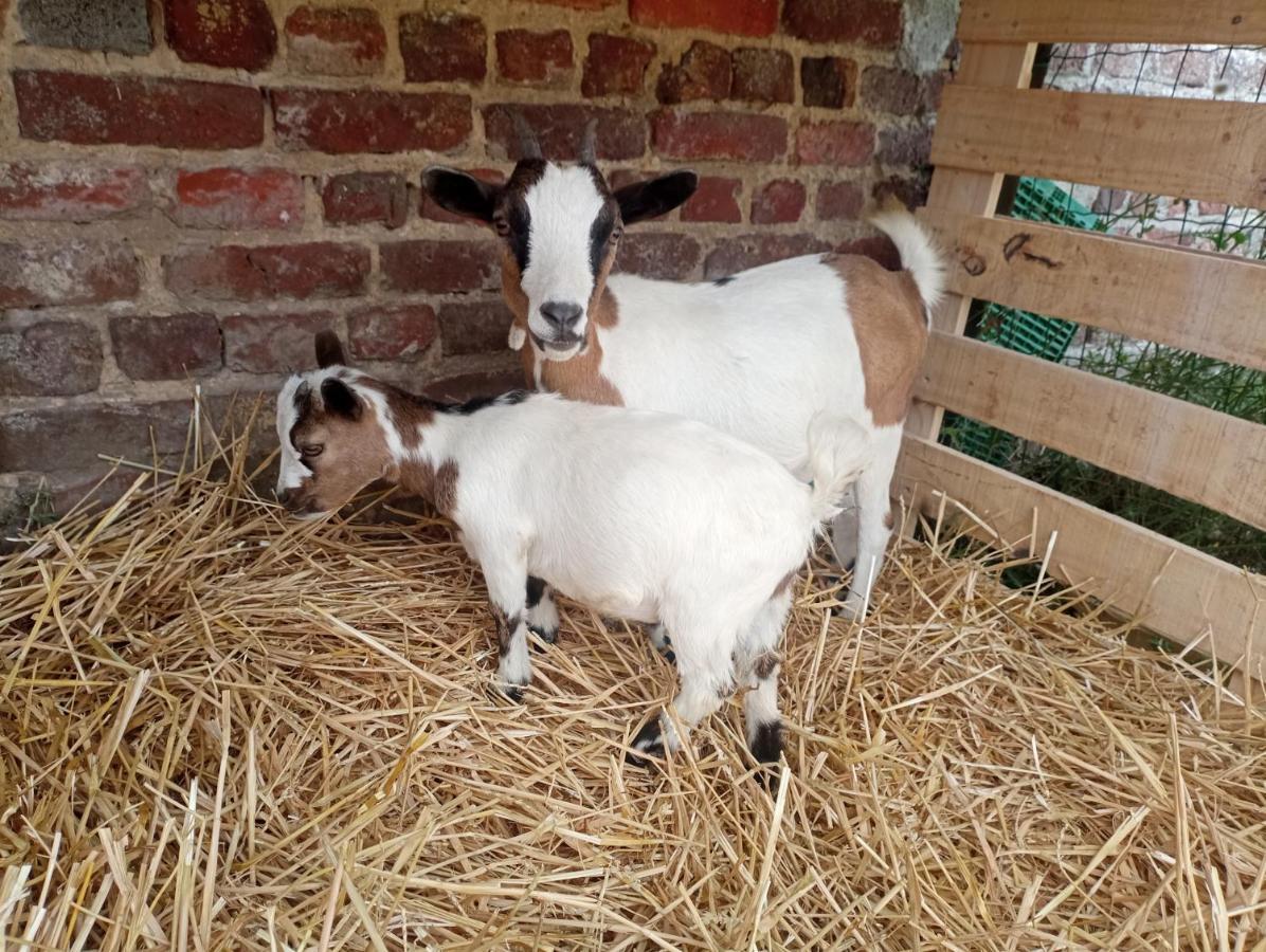 Gîte à la ferme chez Magali et Christian Escaudoeuvres Exterior foto